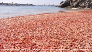 Red crabs wash up in newport beach and at other orange county beaches
http://oceandave.blogspot.com/2016/05/red-crabs-in-newport-beach.html
crab invasion...