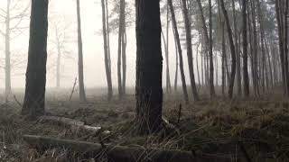 Relaxing forest with fog