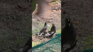 Pertarungan Burung Pipit burung suaraburung pengamatanburung