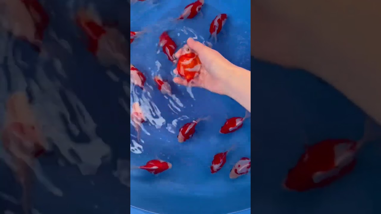 안성비단잉어 NND구슬사바