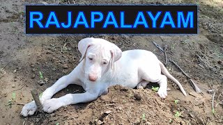 First Time Pet Parent Guide | Rajapalayam Puppy screenshot 3