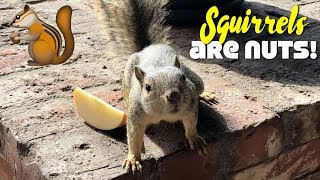 Squirrels Go Nuts on our What We Ate In A Day Vlog