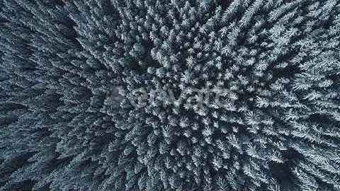 Winter Season Spruce and Pine Trees Covered with Snow. Shot of Winter Forest (Stock Footage)