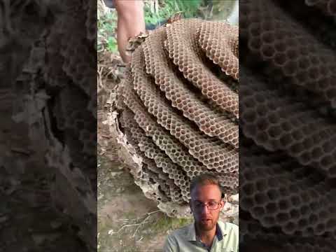 فيديو: مأوى نحلة - كيفية صنع عش نحلة للحديقة