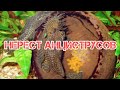 СЕКРЕТЫ НЕРЕСТА АНЦИСТРУСОВ