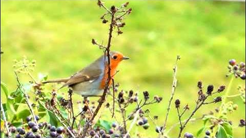 Robin enhanced with VirtualDub filters; Zoom test with panasonic HDC-SD900