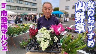 秋のおすすめ山野草】山野草展を観賞した後に風情ある山野草の苗を購入