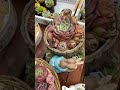 【多肉植物】これから天気になぁれR4.3/15 #shorts #多肉植物 #ゆず #ピーターラビット