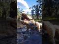 Simulate extreme hunting &amp; survival skills vol184 rdr2 #shorts #short