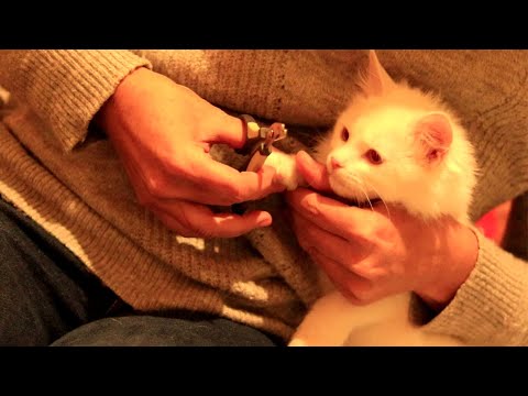 Zuza Cat - kerpam katinui nagus [Kačių nagų kirpimas]