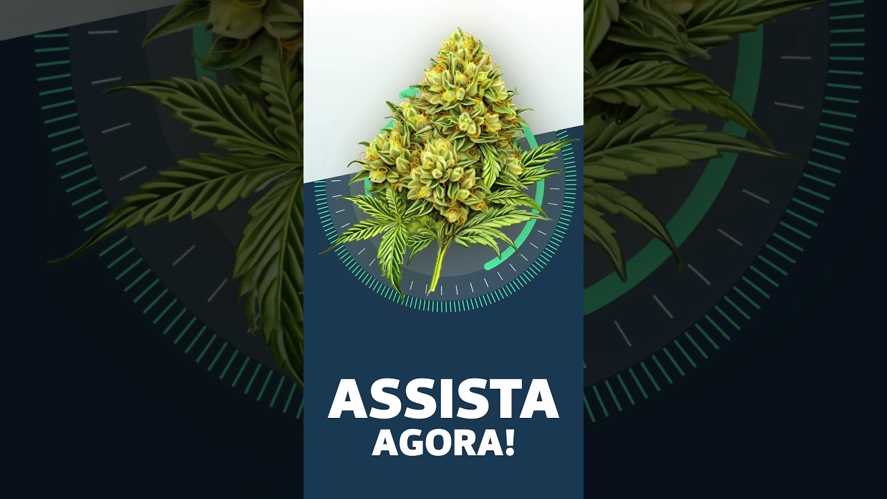 ASSISTA AGORA! - Super Lemon Haze Strainview