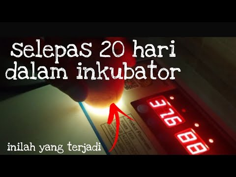 Video: Adakah telur yang baru diletakkan perlu disejukkan?