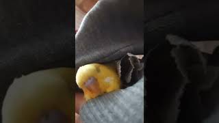 Parrot pet bird shortvideo shorts