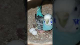 Budgie bird egg hatching Chicks Growth Day 5 #Viral #Shorts