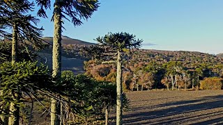 Cordillera De Lonquimay. Región de La Araucanía