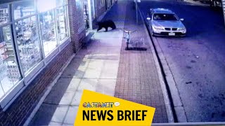 Bear shocks liquor store owner, customers in Revelstoke