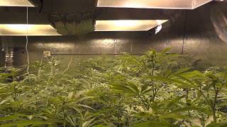Room A - Super Diesel Haze Cannabis Grow - Day 20 of Flower
