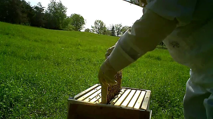 Checking on the bees and talking to myself again - Sat 23May09