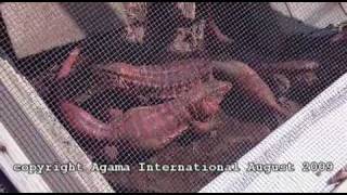 Tegu cages, part 1 of 2
