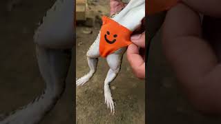 Pinku diaper (part 9)🤯 #trending #viral
