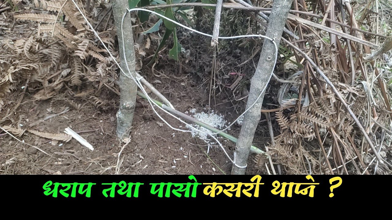 धराप तथा पासो कसरी थाप्ने ? || नेपाली पासो थाप्ने तरिका 