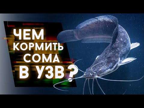 Чем кормить сома в УЗВ?