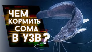 Чем кормить сома в УЗВ?