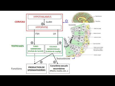 Vidéo: Effet De La Gamma-mangostine Sur Les Niveaux De Testostérone Dans La Culture De Cellules De Leydig De Rat Sprague-Dawley Induite Par Des Produits Finaux De Glycation Avancée: Une é