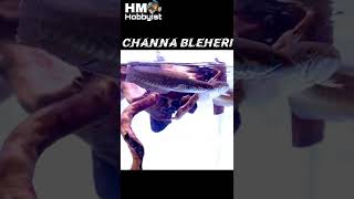 Channa Bleheri Snakehead Fish #shorts