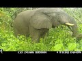 Rare footage of wild forest elephant fleeing from a technologically generated bee sound in liberia