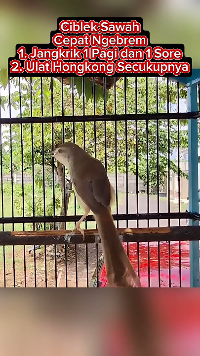 Cara Perawatan Ciblek Sawah #ciblek #cibleksawah #ciblekbren #burungmasteran #kicaumania #burung