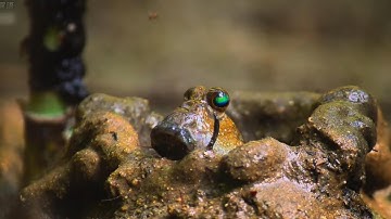 Cá Thòi Lòi - Loài Cá Biết Leo Cây! #sinhhọc  #thegioidongvat #cathoiloi #ca