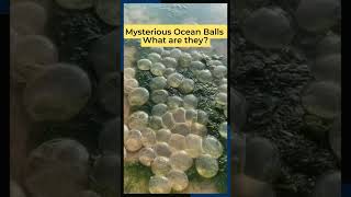 Mysterious Ocean Balls What Are They