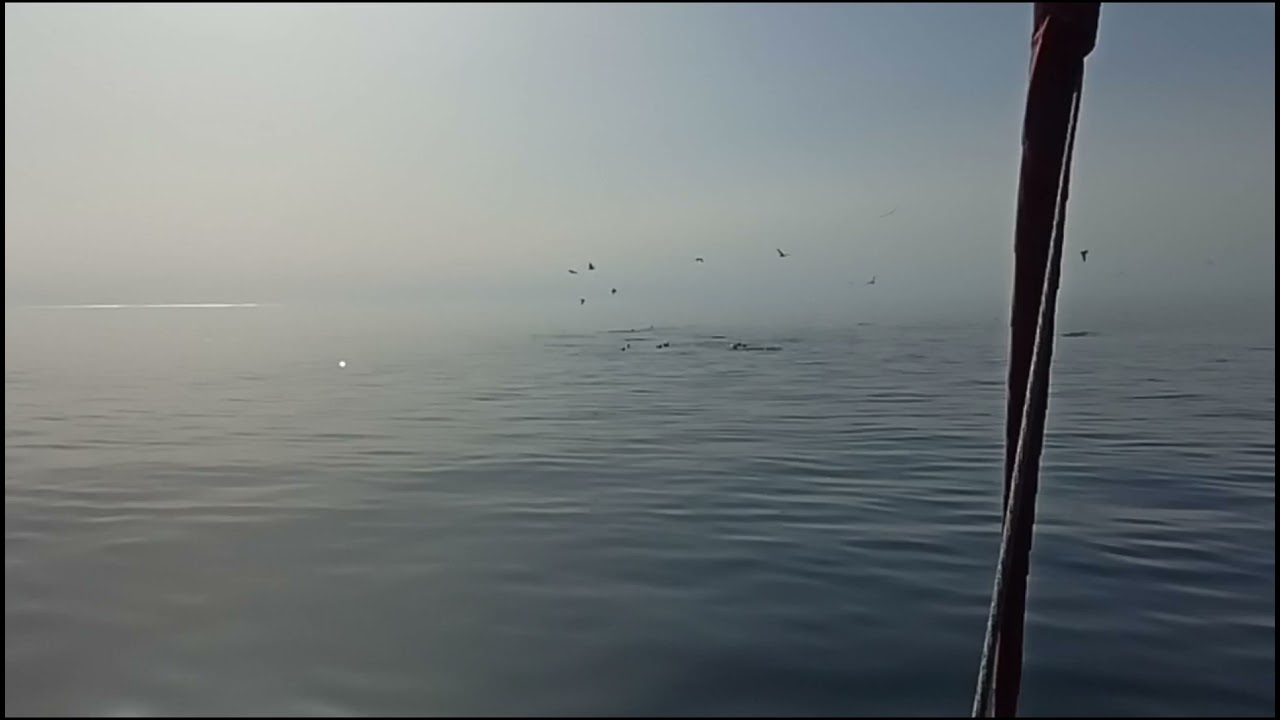 Estepona dolphins