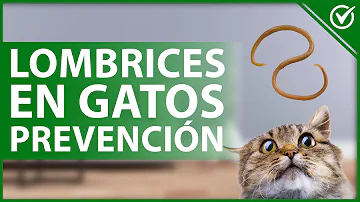 ¿Cómo puedo evitar que mi gato tenga lombrices?