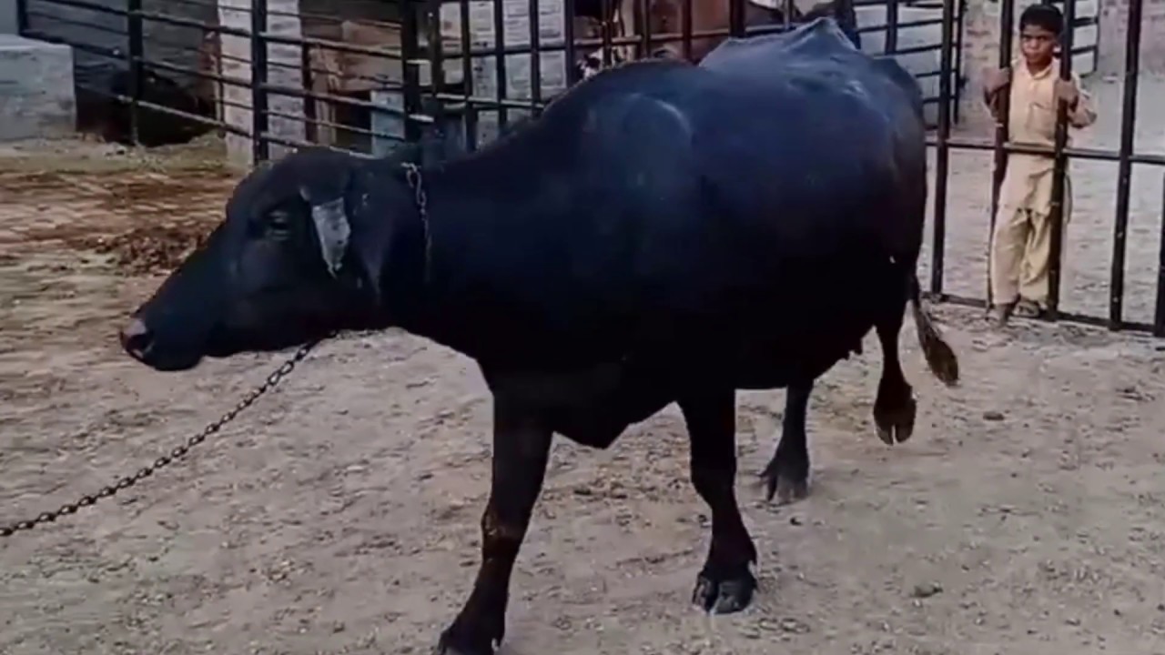 Buffalo in pakistan fore Sale 03014509727 - YouTube