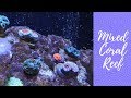 Soft LPS & SPS Coral Mixed Reef Tank