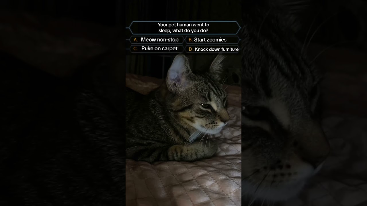 Memes from the Meme Collector's Collection Part 142  