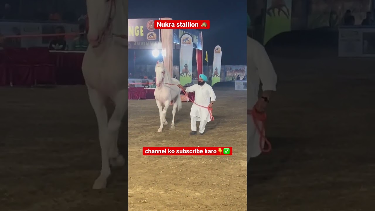 Nukra stallion/Horse videos/Horse show faridkot/Horse Attitude/Horses videos 