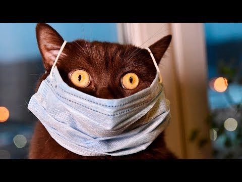 САМОИЗОЛЯЦИЯ* Сектор Газа* Максим Кузнецов* кавер