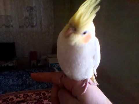 ჭიკო გარემოს ეცნობა