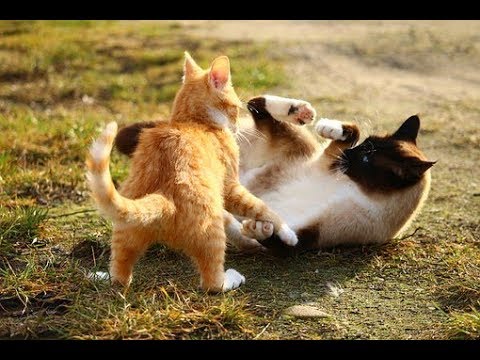 New Funny Pets Compilation December 2017 / Funny Pet Videos - YouTube