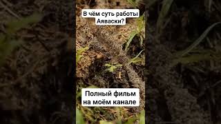 В чём суть работы Аяваски? #ayahuasca #аяваска #аяуаска #изменитьжизнь #изменитьсебя #смыслжизни