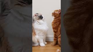 Peer Pressure Bigo Stares At The Wall Just Because Finn Did