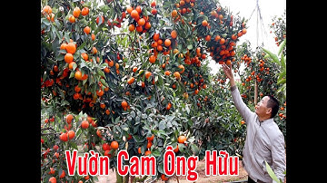 NHỮNG VƯỜN CAM SIÊU ĐẸP ĐƯỢC CHUYỂN ĐỔI TỪ CÂY BƯỞI DIỄN.SUPER BEAUTIFUL ORANGE GARDENS