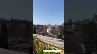 Потрясающий вид с террасы Рима у Капитолийских музеев
