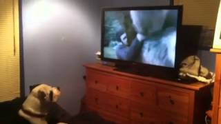 My dog watching a twilight movie Resimi