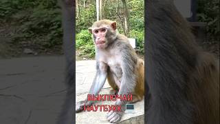 Мама Мне 80₽ России Заданатили 🤑 #Rek #Monkey #А4 #Майнкрафт #Роблокс #Misterbeast #Youtubeshorts