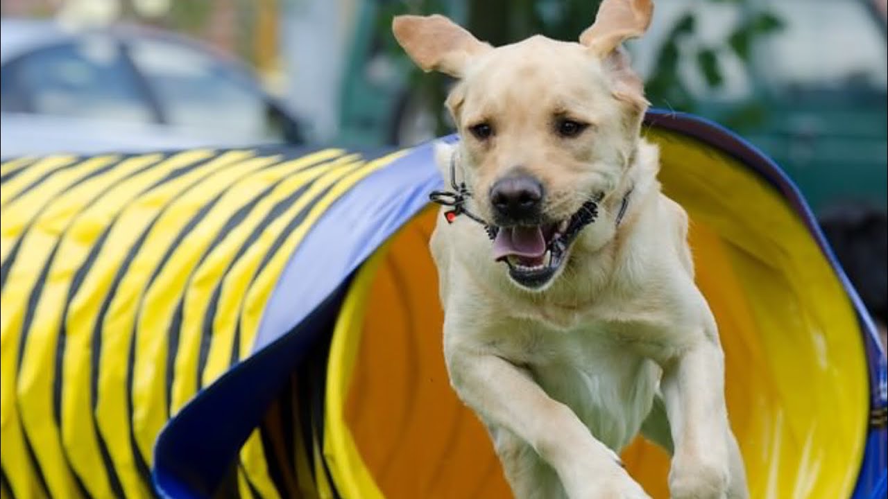 The Middle | Dog Agility and more Music Video - YouTube