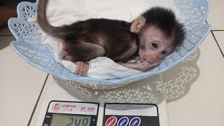 I Always Observe And Pay Attention To The Development Of The Monkeys I Care For